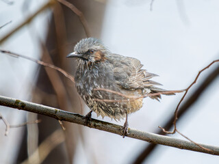 枝にとまるヒヨドリ