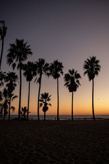 Obraz premium Palm trees on the sunset at venice beach, Los Angeles, California