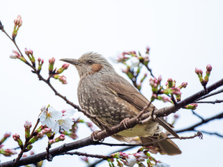枝にとまるヒヨドリ