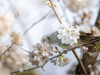 枝にとまるヒヨドリ