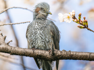 枝にとまるヒヨドリ