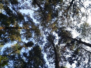 View from above through the forest canopy, pine trees. Nature concept.