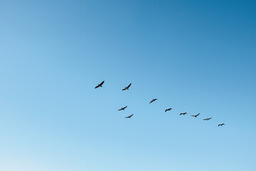 The traditional pelican flying over the sky in Los Angeles