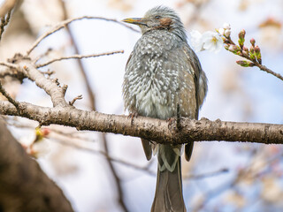 枝にとまるヒヨドリ