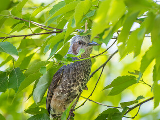 枝にとまるヒヨドリ