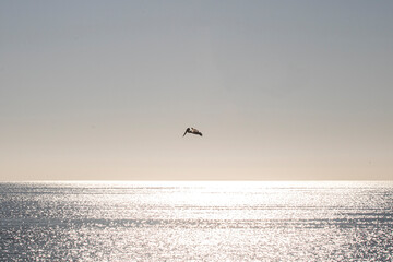 The traditional pelican flying over the sky in Los Angeles
