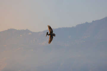 The traditional pelican flying over the sky in Los Angeles