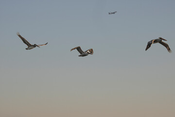 The traditional pelican flying over the sky in Los Angeles