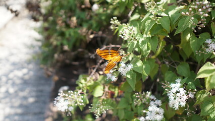 Monarch butterfly