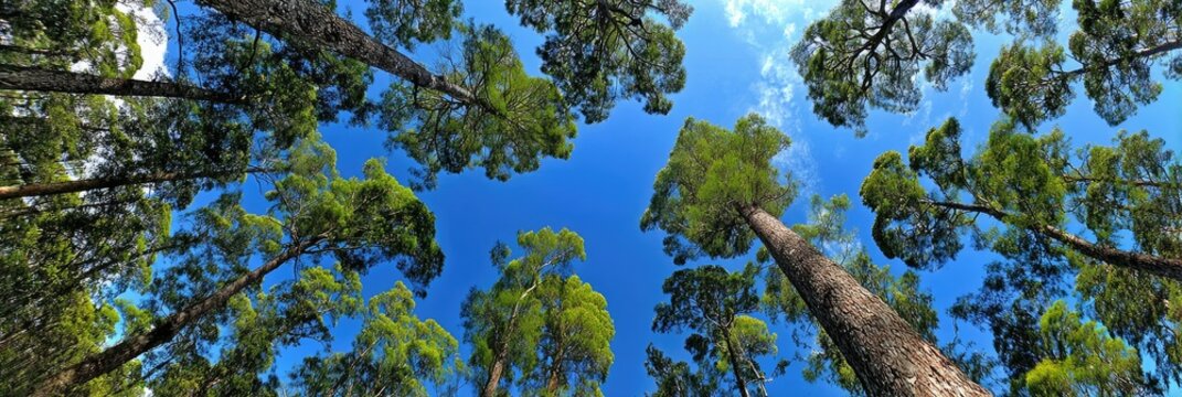 Lush green forest canopy reaching towards a vibrant blue sky - Powered by Adobe