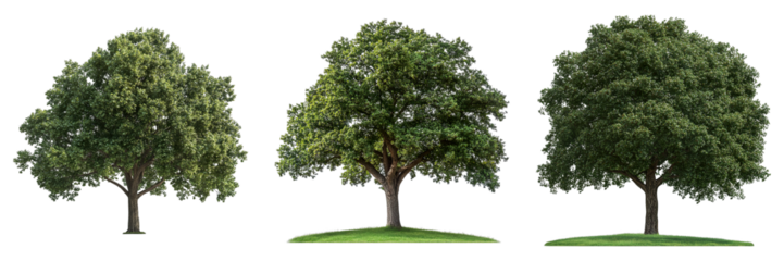 Three trees are shown in different stages of growth