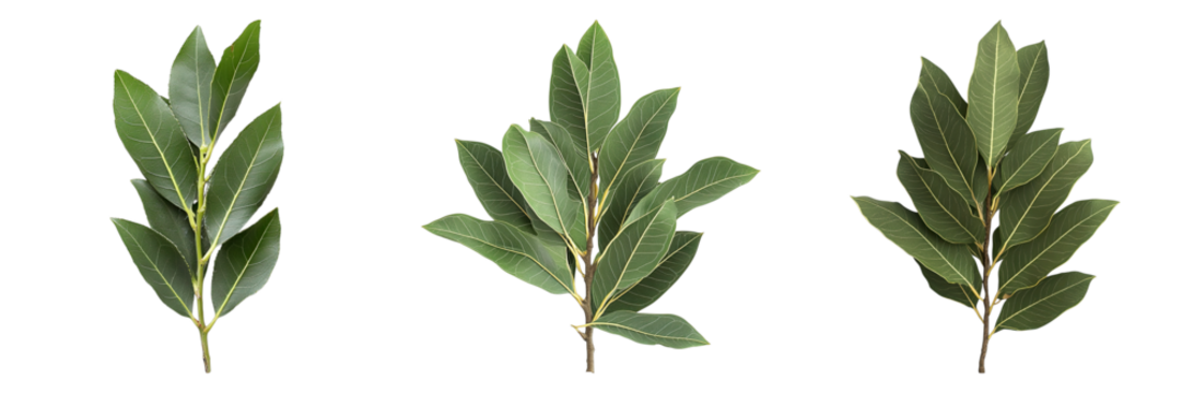 Three leaves of the same type of plant, all green and leafy