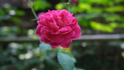 Two vibrant pink roses in full bloom, captured in bright natural sunlight within a green outdoor garden setting.
