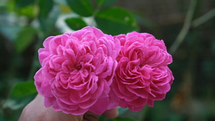Bright pink roses with layered petals held close together, captured in sharp detail against a natural green garden background.
