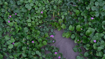 Dense green foliage of beach morning glory with small purple flowers spreading across sandy coastal...