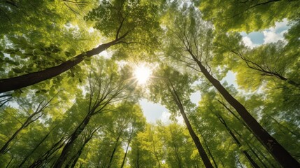 Fototapeta premium Sunlight streams through the lush green leaves and branches in the summer forest