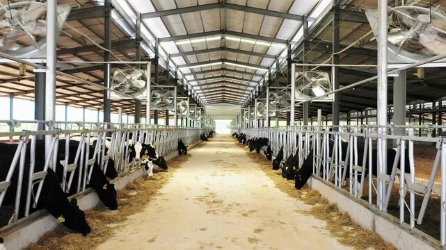 cattle, feeding cows in farm cattle farmer working alone outdoors on farm feed Cows feeding on dairy farm. Calf feeding on farm. background 4K HD