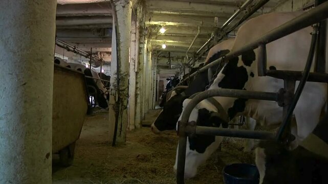 Black an White Cow With Big Eyes is Eating, Chewing Hay, Milk and Meat Production Industry, Close Up Dairy farm simmental cattle, feeding cows in farm