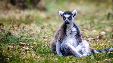 Lemur Ring Tailed is sitting in the grass