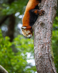 Red panda bear is climbing a tree. Firefox