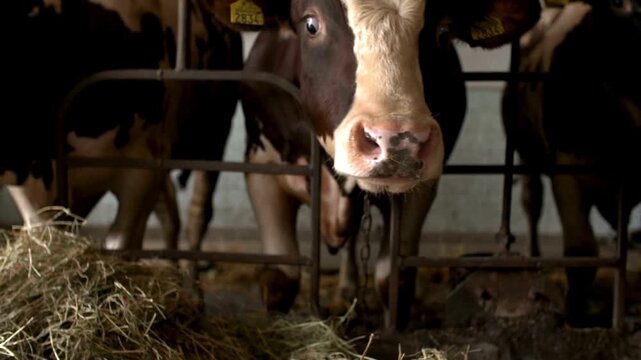 Cows on a dairy farm eating. Cattle of cows Wearing Ear Tags and Collars. Farm Animals Feeding on Hay. Chewing and Looking in the Camera domestic