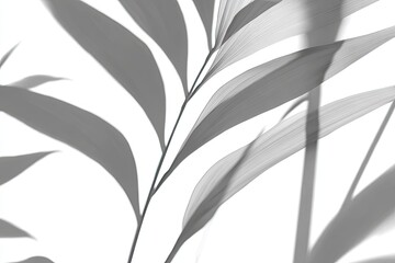 Grayscale palm leaf shadows on white background