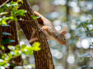ニホンリスのアップ