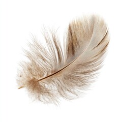 Obraz premium Single feather, light brown, fluffy, delicate, isolated on white