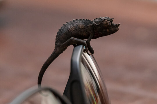 baby chameleon 
