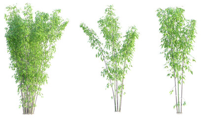 Fototapeta premium Phyllostachys nigra Tree cutout transparent background