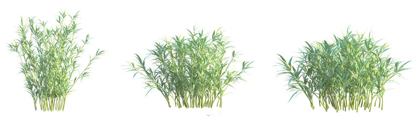 Fototapeta premium Pleioblastus shibuyanus Tree cutout transparent background