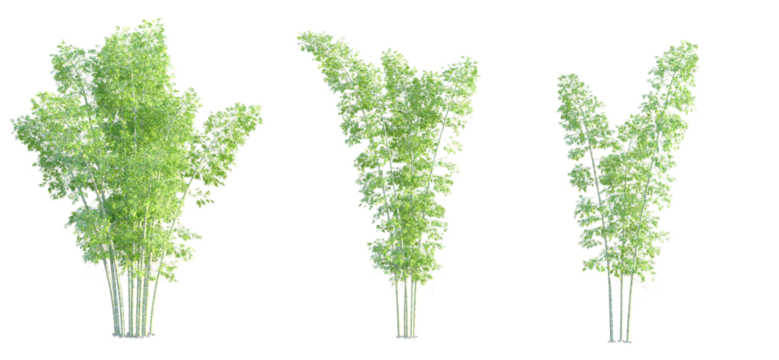 Guadua angustifolia Tree cutout transparent background