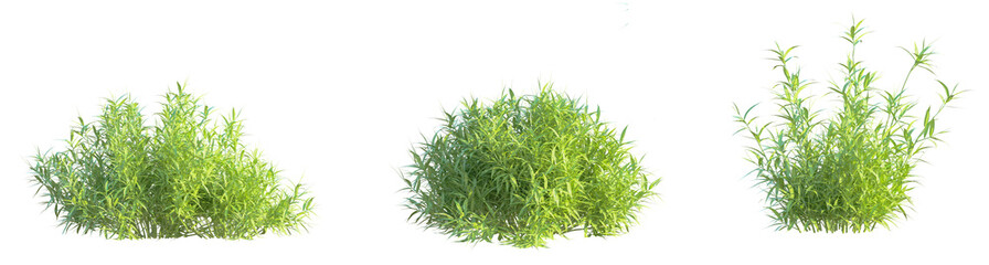 Pleioblastus viridistriatus Tree cutout isolate on white background