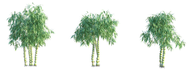 Bambusa ventricosa Tree cutout transparent background