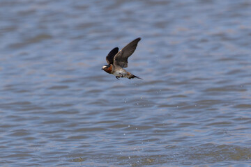 Barn swallow flying over water