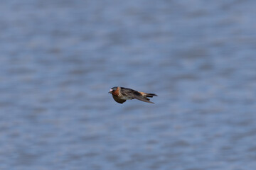 Barn swallow flying  over water