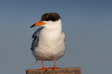 Extreme close-up of Forster's tern perched, seen in a North California marsh