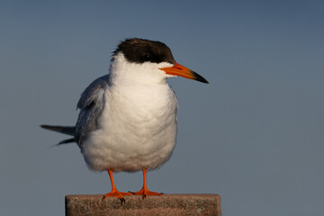Extreme close-up of Forster's tern perched, seen in a North California marsh