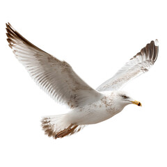 Soaring Gull in Flight: A majestic seagull, with its wings outstretched, gracefully glides through the air in a stunning display of freedom, capturing the essence of coastal beauty.