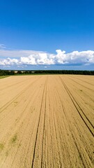 Fototapeta premium Empty field under a clear sky