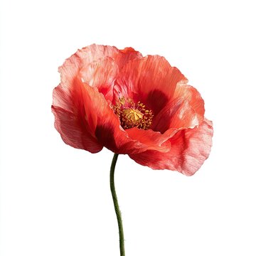 Poppy White Background Images – Browse 216,578 Stock Photos, Vectors ...