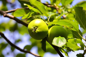 Green fruit of the Japanese apple