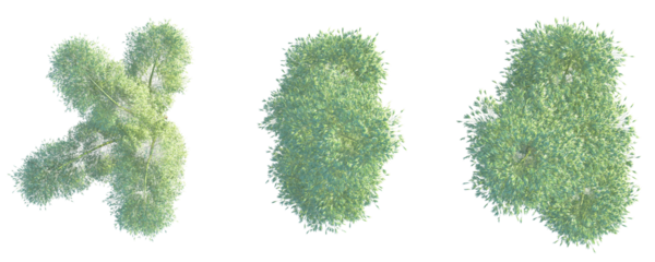 Phyllostachys edulis Tree plan top view cutout transparent background