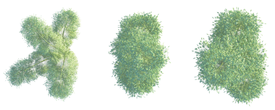 Phyllostachys edulis Tree plan top view cutout transparent background