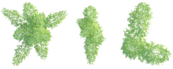 Guadua angustifolia Tree plan top view cutout isolate on white background