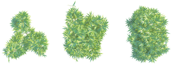 Pseudosasa japonica Tree plan top view cutout isolate on white background