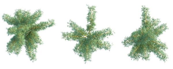 Bambusa vulgaris Tree plan top view cutout transparent background