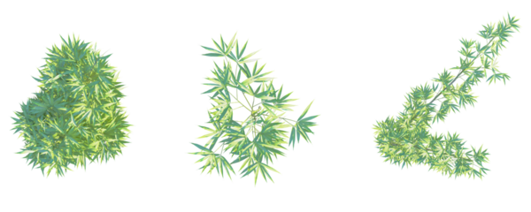 Pseudosasa japonica Tree plan top view cutout transparent background