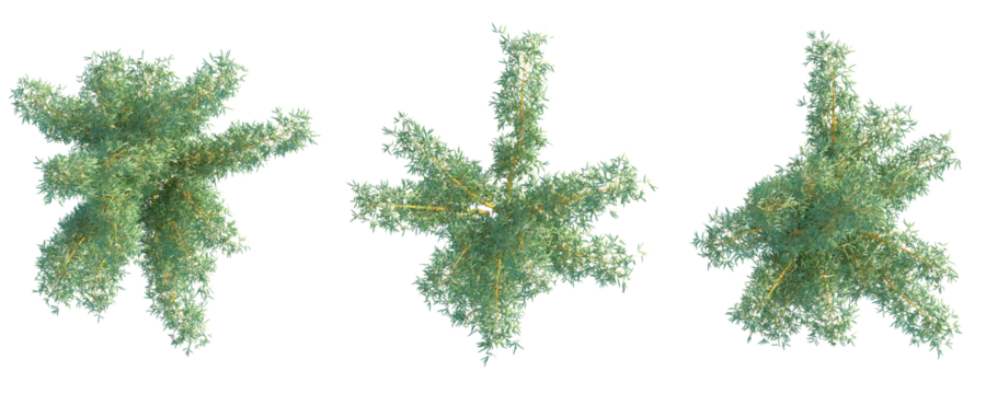 Bambusa vulgaris Tree plan top view cutout transparent background