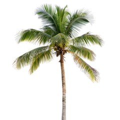 Isolated coconut palm tree against white background. Lush green fronds crown a tall, slender trunk